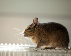 Rodent Control – ASM Pest Control